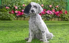 Find your new puppy here! Llewellin Setter Price Online Shopping