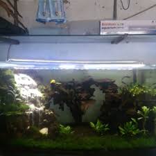 Akuarium ukuran 1,5 meter 150x50x60 tebal kaca samping 8mm, bawah 8mm harga 1.1jt rupiah. Jual Aquascape Ukuran 75 X 35 X45 Cm Tebal Kaca 8 Mm Alas Sisi 6 Mm Jakarta Utara Frans Aqua Scape Tokopedia