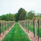 Live at Alto Vineyard event image
