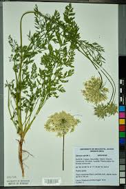 Image result for Daucus carota