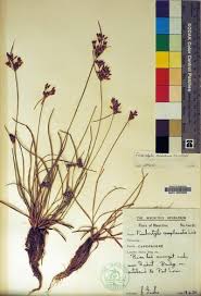 Image result for Fimbristylis complanata