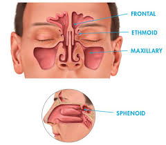 sinuses virginia sinus center chesapeake bay ent