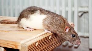 Dagegen sind kleintiere wie ratten, meerschweinchen, kaninchen usw nicht so klug und hoch entwickelt denn die fressen nur grünzeug und sind auch viel scheuer und beißen auch. Ratten Die Hunde Des Kleinen Mannes Br Wissen