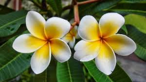 15 Popular Flower In Bali That Loved By People Factsofindonesia Com
