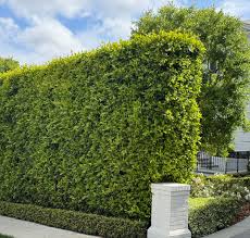 Image result for Ficus persicifolia