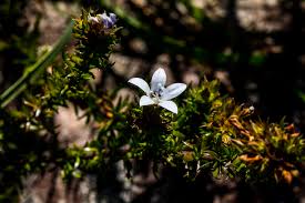 Image result for Tarenna pavettoides