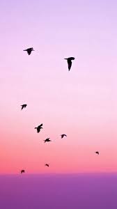 Birds Flying In The Sky Sunset Birds Flying In Purple Sunset Iphone 6 Wallpaper Sunset Iphone Wallpaper Wallpaper Iphone Cute Pink Wallpaper Iphone