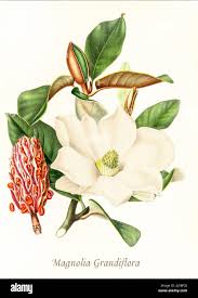 Image result for Magnoliaceae