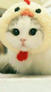 Wallpaper Iphone Android Background Followme Kittens Cutest Cute Animals Cute Baby Animals