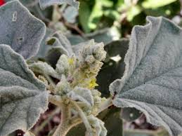 Image result for Chrozophora plicata