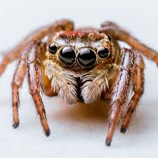 The black spider with one white spot on its back is known as the daring jumping spider. 10 Most Common House Spiders How To Identify A Dangerous Spider
