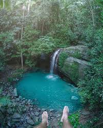 The ebony forest has only ebony trees spawn in them. Visit Queensland Australia Buderim Forest Park Is A Secluded Oasis Only A Short Drive From Mooloolaba On The Visit Sunshine Coast The Jewel Of This Subtropical Paradise Is Serenity Falls Plunging