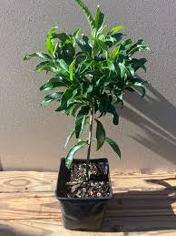 Image result for Ardisia