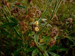 Image result for Stylosanthes guianensis