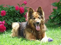 Long haired german shepherd puppies 6 weeks old share. Long Haired German Shepherd Your Next Best Friend Shepherd Sense
