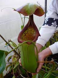 Ask Geoff Mansell Carnivorous Plants In The Tropics Carnivorous Plants Pitcher Plant Insectivorous Plant