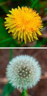 Edible Wild Plants 19 Wild Plants You Can Eat To Survive In The Wild The Art Of Manliness Edible Plants Wild Plants Plants