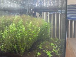 If your tank gets a lot of natural light, cover your entire aquarium for 3 days with a blanket. Brown Hair Algae And Cyanobacteria Uk Aquatic Plant Society