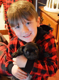 Pug rescue auction payment reminder