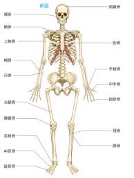 第1章 骨 神経 骨格筋の解剖と働き ナースフル疾患別シリーズの看護師基礎知識 ナースフル 解剖学 看護