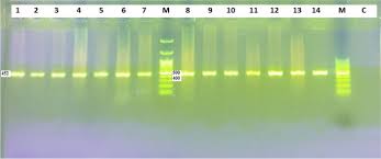 Image result for pseudomonas savastanoi pv nerii oleander symptoms