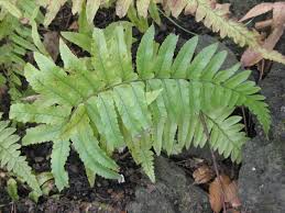 Image result for Microlepia