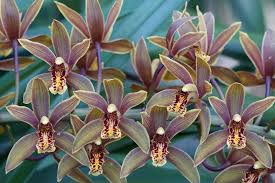 Image result for Cycnium recurvum