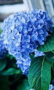 How To Get More Hydrangea Flowers Hydrangea Care Hydrangea Flower Growing Hydrangeas