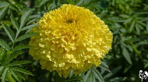 Mexican mint marigold seeds (tagetes lucida) 30+ rare seeds in frozen seed capsules for the gardener & rare seeds collector, plant seeds how to grow: Which Marigolds Are Best For Your Chickens Health