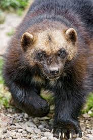 Ambiententropy Wolverine Animal North American Animals American Animals