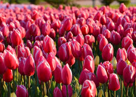 Tulips How To Plant Grow And Care For Tulip Flowers The