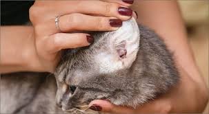 Image result for scabies dog ear