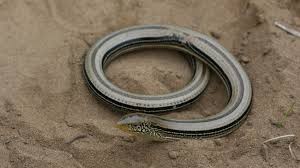 Black snakes (mulga or king brown), brown snakes (dugite, western brown), death adders, tiger snakes, taipans and sea snakes. 5 Differences Between Snakes And Legless Lizards Mental Floss