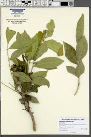 Image result for Zanthoxylum chalybeum