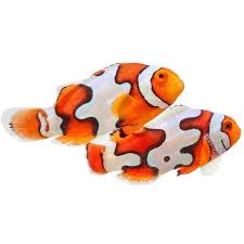 Image result for clownfish