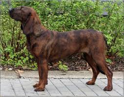 Image result for hannoverský barvář