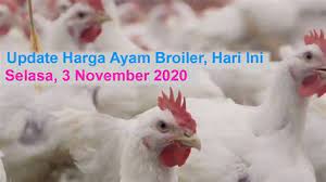 Dapat mudah bertambah sehingga ayam ini memiliki hasil produktivitas tinggi dan dagingnya berkualitas bagus. Referensi Harga Ayam Broiler Hari Ini Harga Daging Ayam Hari Ini Rectangle Circle Grayling Payday Loan