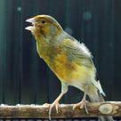 Pin Oleh Informasi Komunitas Kicau Mani Di Perawatan Burung Burung Kenari Melatih