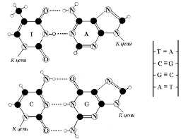 The bases are the letters that spell out the genetic code. Complementary Pairs Of Four Nitrogenous Bases In Dna A T Adenine Download Scientific Diagram