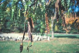 Image result for Gleditsia triacanthos