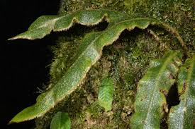 Image result for Elaphoglossum tanganjicense