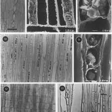 Image result for Ixora mildbraedii