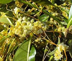 Image result for Cuscuta hyalina