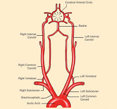 The circle of willis is an important junction of arteries at the base of the brain. The Brain Willis Circle And Ring Electric Power Systems Embs