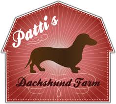Dapple, cream dapples, black and tan, and red. Miniature Long Short Haired Dachshund Puppies In Al Patti S Dachshund Farm