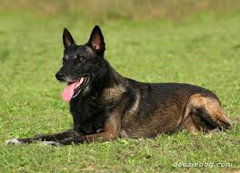 Maybe you would like to learn more about one of these? Belgian Malinois Dog Shepherd Dog Breeds Dog Breeds
