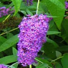Check spelling or type a new query. Buy Purple Shrubs Affordable Gardens4you Co Uk