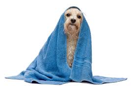 Peluqueria Canina En Puerto De Sagunto Especies Veterinarios