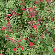 Come summer in the northern half of the state, perky flowers creep up the slopes, through canyons, and into the high mountains. The Hilltop Landscape Architects And Contractors Plants And Trees For New Mexico Landscapes