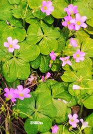 Image result for Oxalidaceae